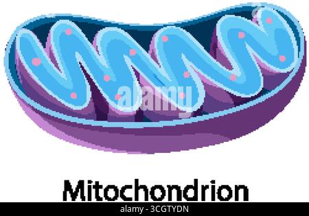 Lebendige Vektorillustration eines Mitochondrions, die Zellstruktur, Funktion und Energieerzeugung hervorhebt. Stock Vektor