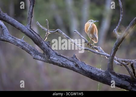 Räucherreiher auf einem Ast am Fluss Tisza in Ungarn. Stockfoto