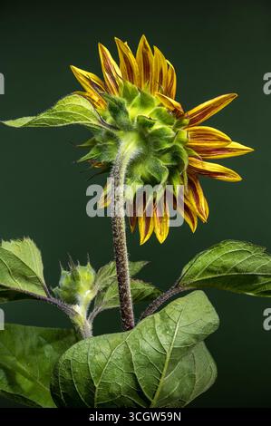 Eine eindrucksvolle Nahaufnahme einer Sonnenblume, deren rote und gelbe Blüten von Wassertropfen glitzern, vor einer tiefgrünen, verschwommenen Kulisse Stockfoto