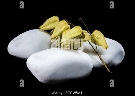 Getrocknete Samenkapseln einer Blasenpflanze liegen über glatten, weißen Steinen. Die zarten, papierartigen Schoten und dünnen Zweige sind gegen einen tiefschwarzen Rücken gesetzt Stockfoto