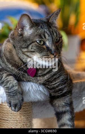 Aus nächster Nähe sehen Sie eine süße grau-schwarz gestreifte Tabbykatze, die sich in einer weißen Hängematte mit herabhängenden Vorderarmen entspannt Stockfoto