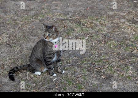 Nahaufnahme einer grau gestreiften Tabbykatze mit weißen Pfoten, die auf einem rustikalen Grashof sitzt und nach rechts blickt Stockfoto
