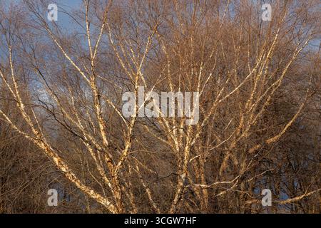Abstrakte Textur Hintergrundansicht der aufblühenden Flussbirke (betula nigra) im frühen Frühjahr mit goldener Sonnenuntergangsbeleuchtung Stockfoto