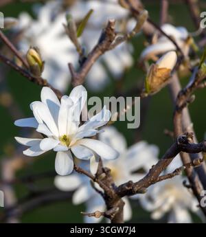 Nahaufnahme der Baumblüten der weißen Sternmagnolie (Magnolia stellata), die im Frühjahr mit defokussiertem Hintergrund blüht Stockfoto