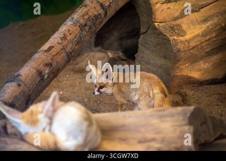 Fennec Fuchs (Vulpes zerda) im Zoo Stockfoto