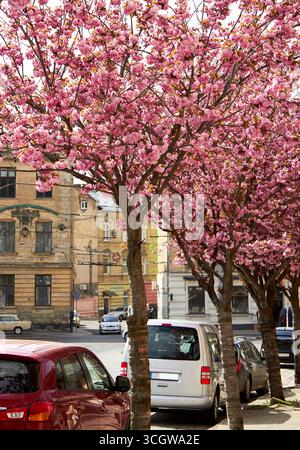 Geparkte Autos im Frühling unter blühenden Sakura-Bäumen, Sakura blühte über dem Auto in der Stadt Stockfoto
