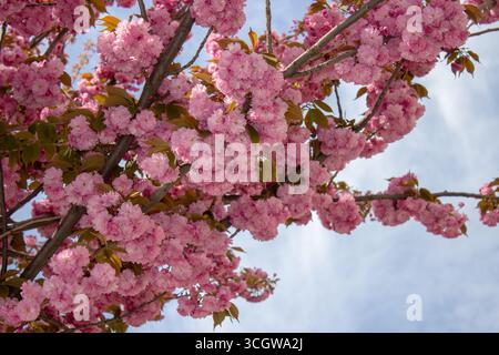 sakura-Baum blühte mit üppigen rosa Blüten Stockfoto