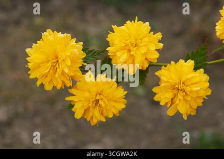 Gelbe Blumen blühten auf japanischem Ringelblumenstrauch Stockfoto