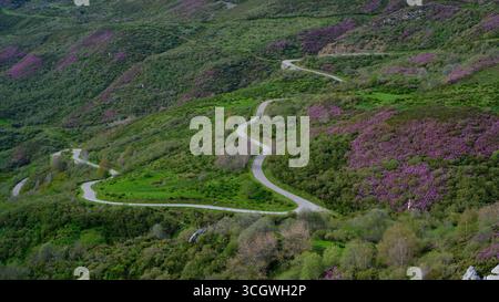 Ein Blick aus der Höhe fängt eine kurvige, geschwungene Straße ein, die sich durch die üppigen grünen Hügel des Naturparks Somiedo, Spanien, schlängelt. Stockfoto