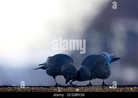 Zwei Westernjacken, die zusammen auf einer Betonbrüstung suchen, beide biegen sich, um an der Oberfläche zu picken, weichen, unscharfen Hintergrund und kühlem, frühes Licht. Stockfoto