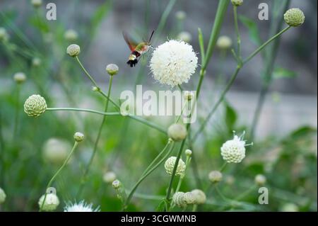 Kolibri-Falkenmotte Macroglossum stellatarum, oft als „Kolibri-Moth“ bezeichnet, wegen seines Flugverhaltens. Es ernährt sich von Nektar während. Stockfoto