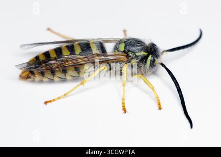 Männlicher Mann der deutschen Wasp (Vespula germanica) seitlich auf grauem Hintergrund geschossen. Stockfoto
