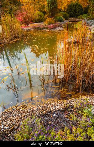 Kleiner Teich in einem Garten mit gelben Herbstblättern, Bäumen und verschiedenen Ziergräsern und Pflanzen Stockfoto