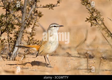 Kalahariheckensänger, Kalahari Scrub Robin, Kalahari Scrub-Robin, Cercotrichas paena Stockfoto