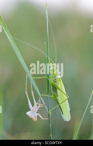 Grünes Heupferd, großes grünes Heupferd, Tettigonia viridissima, Grüne Laubheuschrecke, Great Green Bush-Cricket Stockfoto