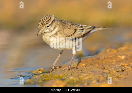 Kurzzehenlerche, Lark mit kurzer Zehen, Lark mit kurzer Zehen, Calandrella brachydactyla, Alouette calandrelle, Terrera Común Stockfoto