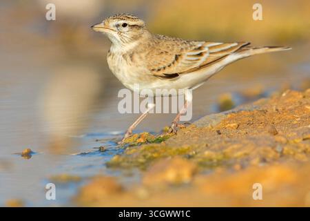 Kurzzehenlerche, Lark mit kurzer Zehen, Lark mit kurzer Zehen, Calandrella brachydactyla, Alouette calandrelle, Terrera Común Stockfoto