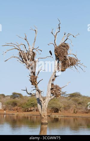 Mohrenklaffschnabel, afrikanischer Open-Bill Stork, afrikanischer Openbill, Anastomus lamelligerus Stockfoto