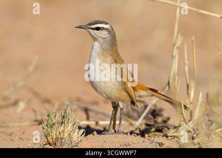 Kalahariheckensänger, Kalahari Scrub Robin, Kalahari Scrub-Robin, Cercotrichas paena Stockfoto