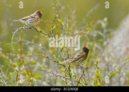 Rotstirngirlitz, Serin mit roter Front, Serin mit Feuerfront, Serinus pusillus, Serin à Front rouge, Verdecillo Frontigualdo Stockfoto