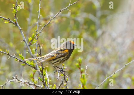 Rotstirngirlitz, Serin mit roter Front, Serin mit Feuerfront, Serinus pusillus, Serin à Front rouge, Verdecillo Frontigualdo Stockfoto