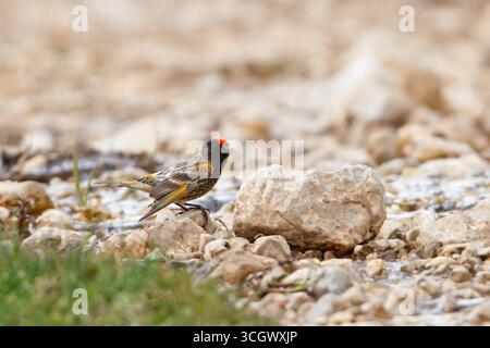 Rotstirngirlitz, Serin mit roter Front, Serin mit Feuerfront, Serinus pusillus, Serin à Front rouge, Verdecillo Frontigualdo Stockfoto