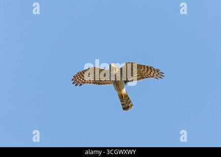 Sperber, Nördlicher Sparrowhawk, Sparrowhawk, Eurasischer Sparrow Hawk, Nördlicher Sparrow Hawk, Eurasischer Sparrowhawk, Accipiter nisus, Epervier d'Europe, GA Stockfoto
