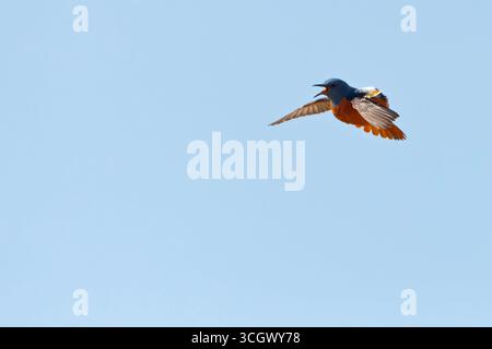 Steinrötel, Rock Thrush, Mountain Rock Thrush, Rufous-tailed Rock-Thrush, Monticola Saxatilis, Monticole de roche, Merle de roche, Roquero Rojo Stockfoto