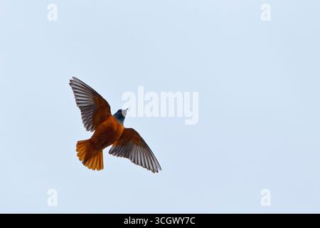 Steinrötel, Rock Thrush, Mountain Rock Thrush, Rufous-tailed Rock-Thrush, Monticola Saxatilis, Monticole de roche, Merle de roche, Roquero Rojo Stockfoto