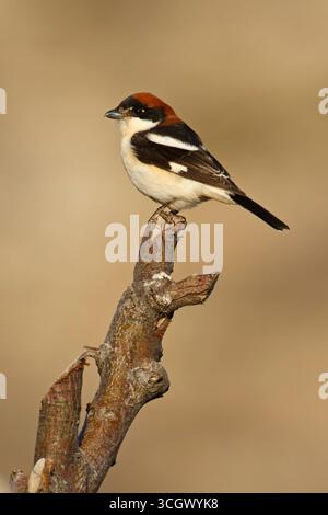 Rotkopfwürger, Woodchat Shrike, Lanius Senator, Pie-grièche à tête rousse, Alcaudón Común Stockfoto