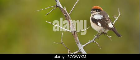 Rotkopfwürger, Woodchat Shrike, Lanius Senator, Pie-grièche à tête rousse, Alcaudón Común Stockfoto