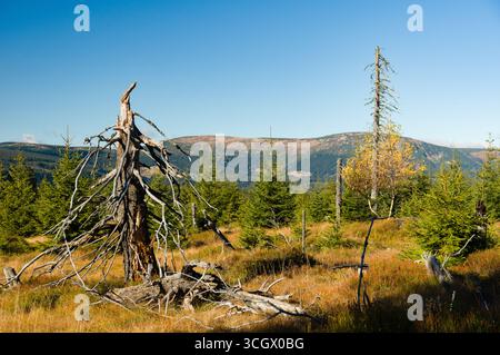 Trockene tote Bäume in einer waldlichtung mit Bergen im Hintergrund. Stockfoto