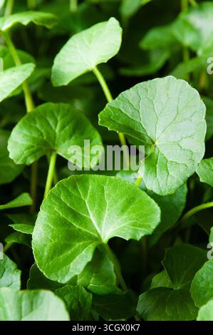 Nahaufnahme gesunder grüner gotu-Kola-Blätter, die mit Hydrokultur im Innenbereich gewachsen sind. Stockfoto