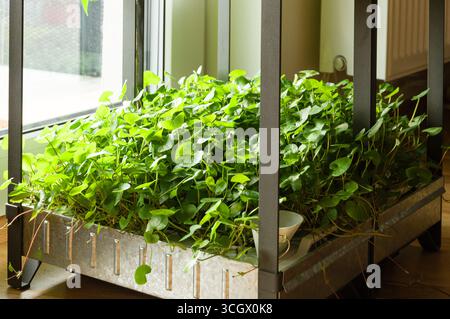 Ein hydroponischer Garten im Haus, der gotu Kola anbaut. Stockfoto