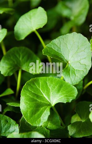 Nahaufnahme gesunder grüner gotu-Kola-Blätter, die mit Hydrokultur im Innenbereich gewachsen sind. Stockfoto