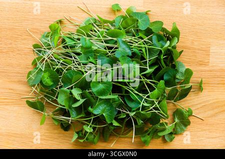Eine Handvoll frisch geschnittener gotu-Kola-Blätter auf einem hölzernen Schneidebrett. Stockfoto