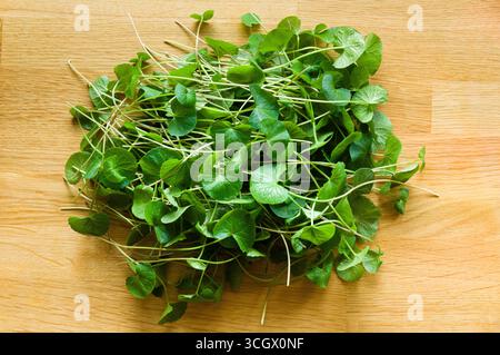 Eine Handvoll frisch geschnittener gotu-Kola-Blätter auf einem hölzernen Schneidebrett. Stockfoto