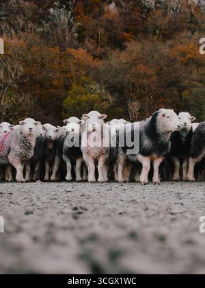 Die Herdwick-Rasse von Hausschafen, die im Lake District in Nordwestengland beheimatet sind. Cumbria UK - Flock Stockfoto
