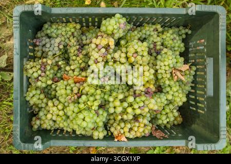 Kisten mit Trauben während der Weinerntezeit Stockfoto