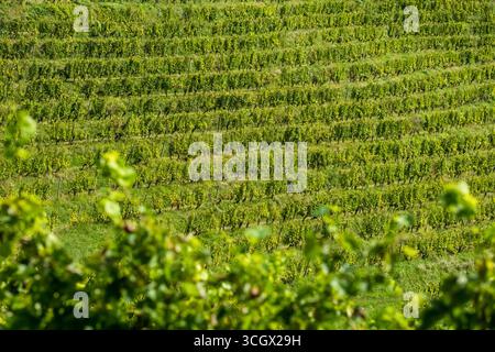 Weinberge in der Weinregion Jeruzalem in Ostslowenien Stockfoto
