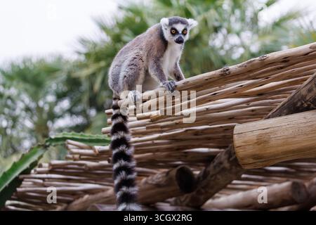 RingschwanzLemur auf dem Dach der Struktur Curious Watch Stockfoto