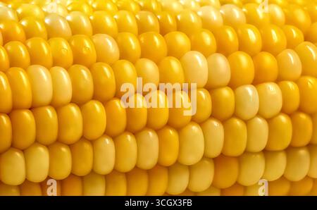 Nahaufnahme von frischem Mais Stockfoto