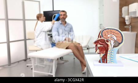 Anatomisches Modell des menschlichen Kopfes mit Gefässstrukturen und Nerven im Vordergrund der sonographischen Untersuchung des menschlichen Gehirns durch einen Facharzt Stockfoto