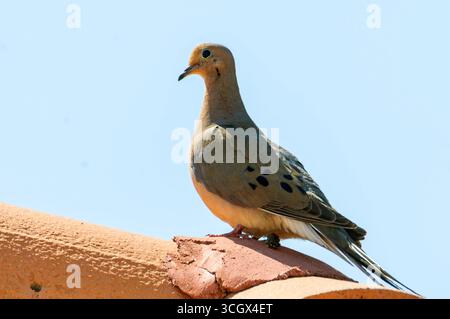 Trauertaube (Zenaida macroura) aus Phoenix, Arizona, USA Stockfoto