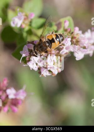 Lillslamfluga Eristalis arbustorum Europäische Drohnenfliege Stockfoto