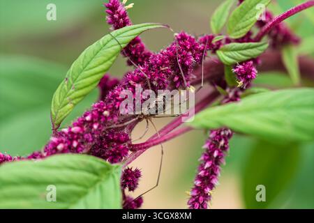 Nahaufnahme eines Erntemanns, der auf einer leuchtend roten Amaranthus-Blume ruht. Detaillierte Makroaufnahme zeigt lange Beine, natürliche Texturen und Brig Stockfoto