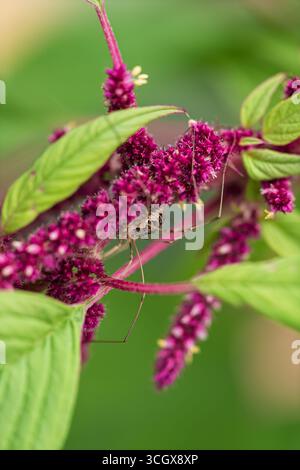 Nahaufnahme eines Erntemanns, der auf einer leuchtend roten Amaranthus-Blume ruht. Detaillierte Makroaufnahme zeigt lange Beine, natürliche Texturen und Brig Stockfoto