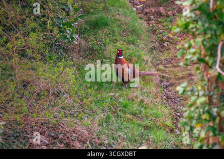 Männlicher Fasan, der auf einem grünen Weg an Büschen steht Stockfoto