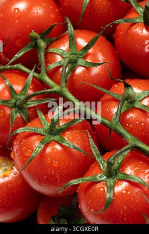 Tomaten auf Zweig mit Süßwassertröpfchen Stockfoto