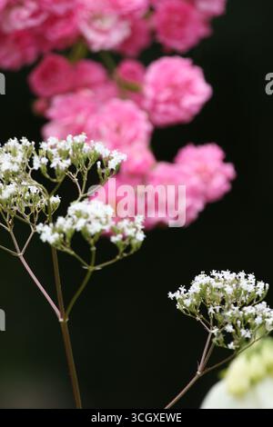 Wunderschöne Rosen in voller Blüte im britischen Sommer im Garten. Stockfoto